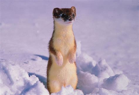 A Short Tailed Weasel Is Caught Off Guard During An Early Dump Of Snow