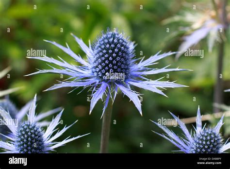 Sea Holly Eryngium Sapphire Blue Flowers Stock Photo Alamy
