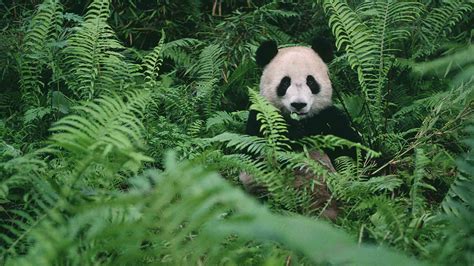 Wild Giant Panda Caught On Camera For First Time In Sw China Reserve Cgtn