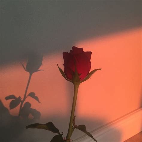 Aesthetic Roses Rosé Aesthetic Aesthetic Vintage Aesthetic Pictures
