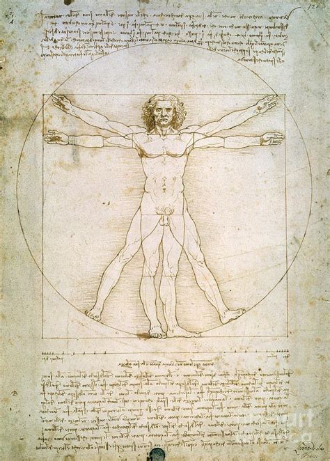 The Proportions Of The Human Figure Painting By Leonardo Da Vinci
