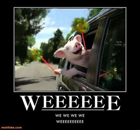 Weeeeeeeeee Little Geico Pig I Die Laughing Everytime I See This