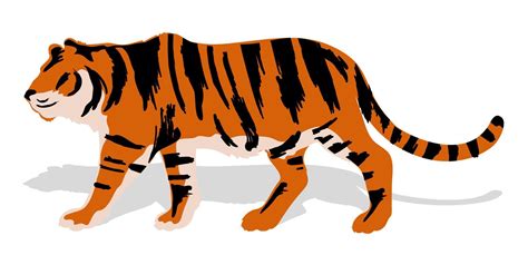Silhouette Of A Walking Tiger Color Picture Side View On A White