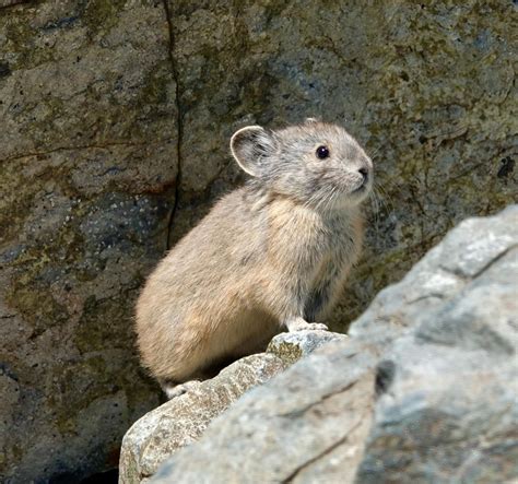 American Pikas Far More Resilient In The Face Of Global Warming Than