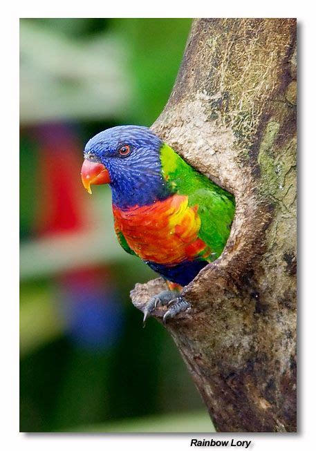 Rainbow Lory Photo Robert Photos At Pet Birds Colorful