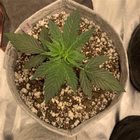 Ilgm White Widow Autoflower Grow Diary Journal Week3 By Daviduhh