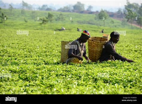 Malawi Thyolo Makandi Tea Estate A Fair Trade Tea Plantation Farm