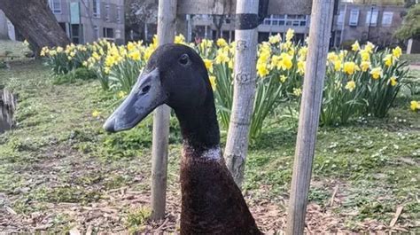 Huge Duck Called Long Boi Has Own Instagram Account And Is Loved By