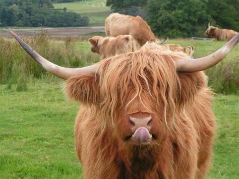 Pin By Kiara Gregory On Animals Highland Cow Cow Photos Cow