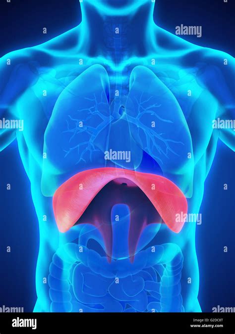 Human Diaphragm Anatomy Stock Photo Alamy