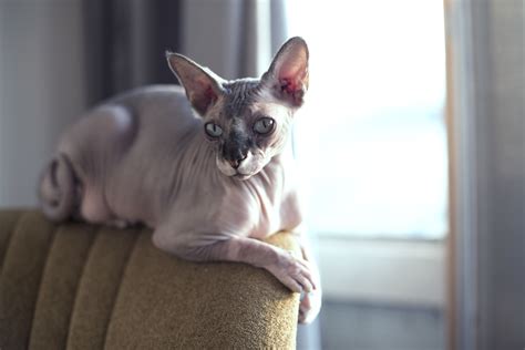 10 Best Cat Breeds For People With Allergies