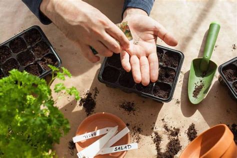 How To Start Seeds Indoors Indoor Gardening
