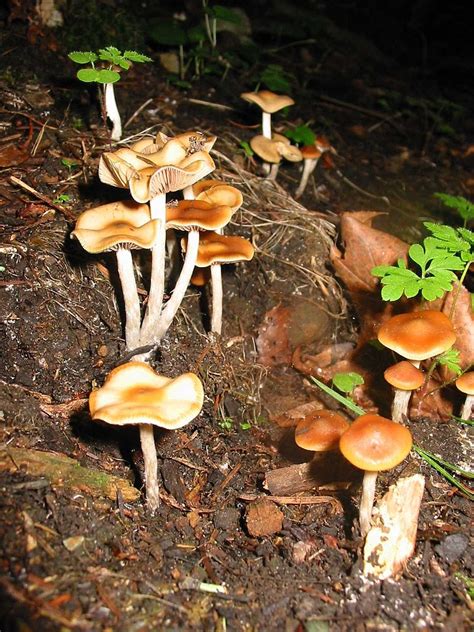 Psilocybe Cyanescens Wavy Cap Mushrooms All The Info You Need