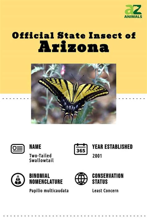 Discover The Official Arizona State Insect Unique And Interesting