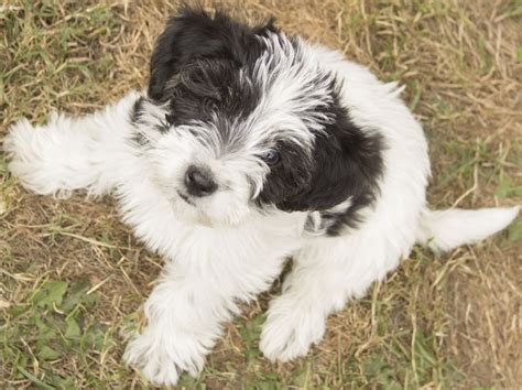 He is 11 weeks old. jackapoos puppies for sale | Southampton, Hampshire ...