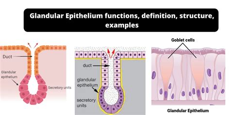 Glandular Epithelium Functions Definition Structure Examples