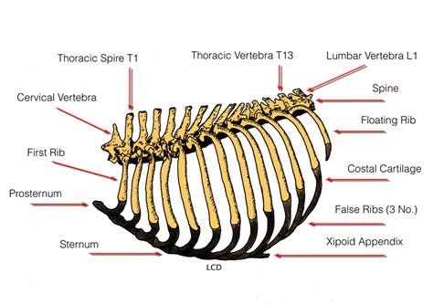 Detailed anatomy of the rib cage | specific articulations. Dog Sternum Anatomy - Human Anatomy
