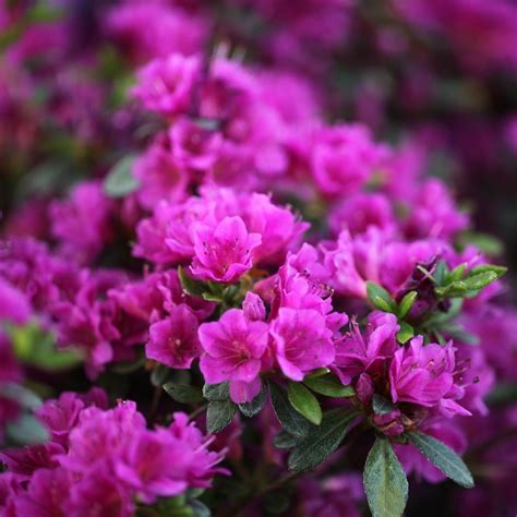 Buy Evergreen Azalea Syn Geisha Purple Rhododendron Aronense Group