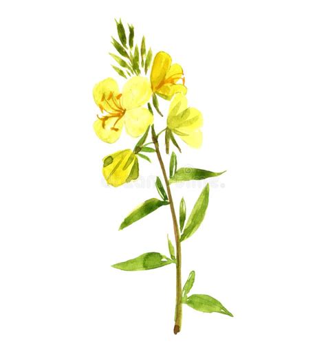 Watercolor Drawing Evening Primrose Stock Image Image Of Herbal Herbalism 196607147