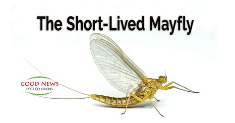 The Short Lived Mayfly Pest Control In Venice Fl Good News Pest
