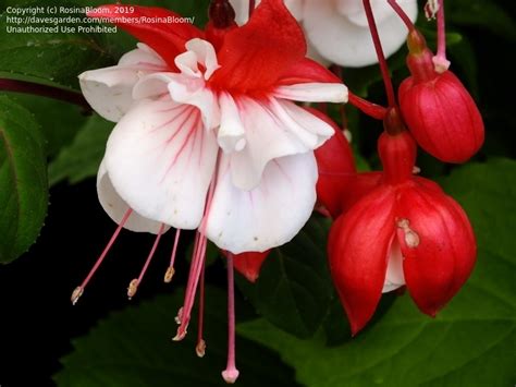 Plantfiles Pictures Fuchsia Double Fuchsia Swingtime Fuchsia By