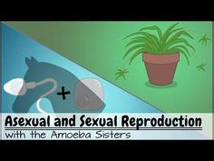 Some of the worksheets for this concept are amoeba sisters answer key, amoeba sisters genetic drift answer keys, ameba answer key, amoeba sisters meiosis work answers, amoeba sisters. Alleles And Genes Answer Key By The Amoeba Sisters ≥ COMAGS Answer Key Guide