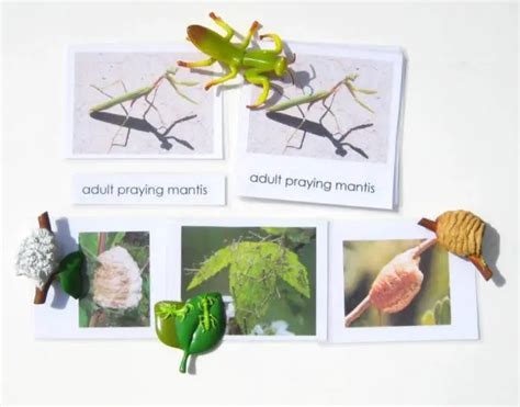 Praying Mantis Life Cycle More Praying Mantis And Anchor Sexiezpicz