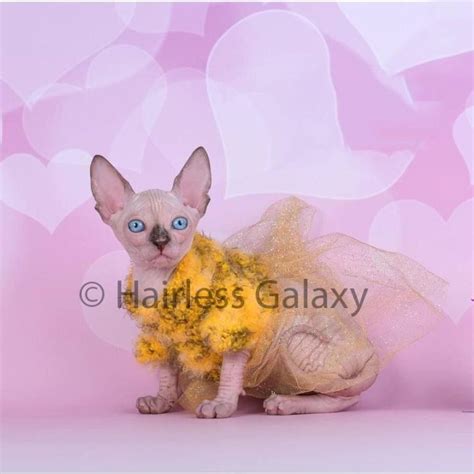 Sphynx Kittens For Sale Hairless Cat Adoption Of Sphynx Cat And Kittens