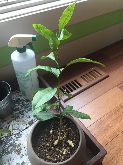 Tips For Caring For A Potted Lemon Tree Rgardening