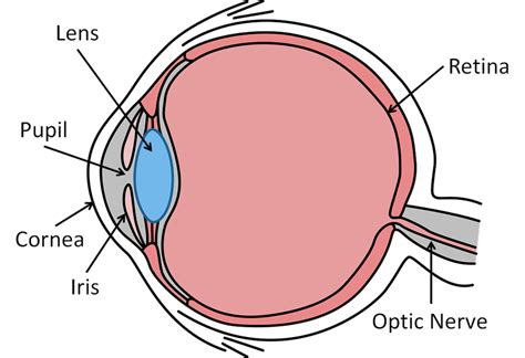 Optic Nerve Key Stage Wiki