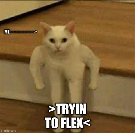 Image Tagged In Funny Cats Imgflip