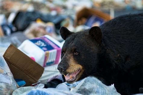 Ontarios Politically Convenient Plan To Revive Spring Bear Hunt
