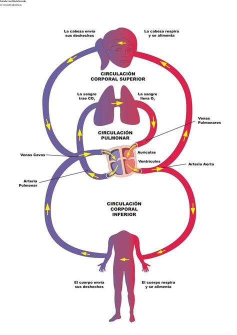 Diagrama Del Sistema Circulatorio Aprendo En Línea Currículum