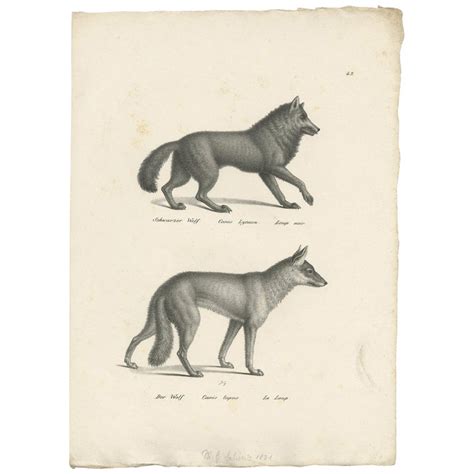 Antique Print Of Wolves By Schinz C1830 For Sale At 1stdibs
