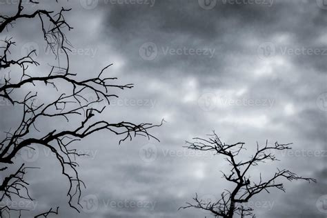 Silhouette Dead Tree On Dark Dramatic Sky And White Clouds Background