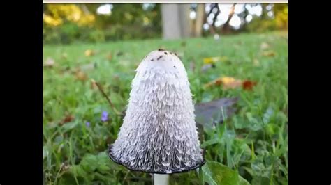 Mushrooms In My Yard Youtube