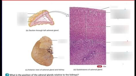 Adrenal Gland Diagram Quizlet
