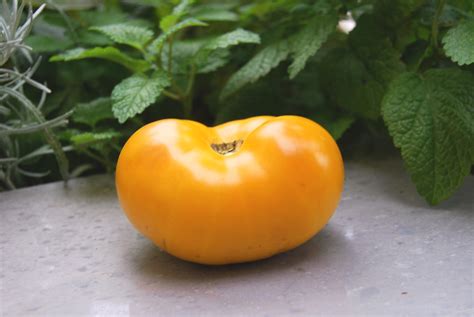 Dwarf Blazing Beauty World Tomato Society