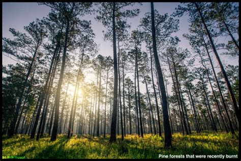 Coniferous Forest Biome Untamed Science