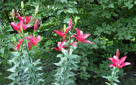 Flower Flowers Petals Garden Nature Plants Beautiful