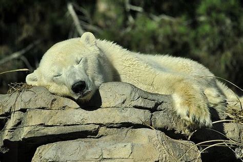 Nap Time Polar Bear Polar Bears Live Cute Polar Bear