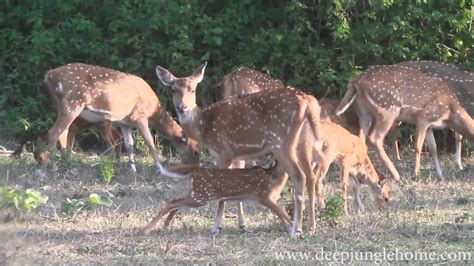 Deer Sucking Youtube