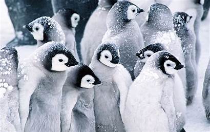 Penguins Snow Birds Wallpapers Wallpaperup