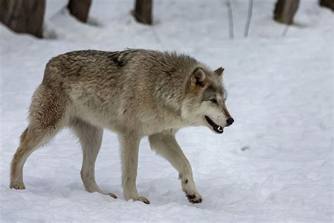 Looking To The Yellowstone Wolves Colorado Passes Historic Legislation