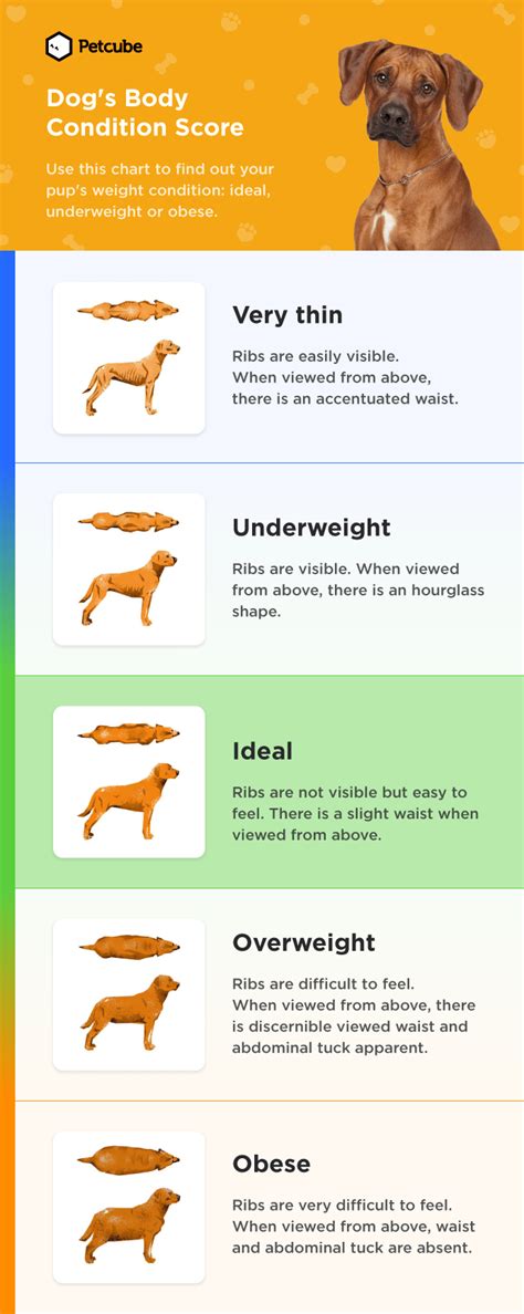 How To Tell If A Dog Is Underweight