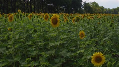 Day Trip Visit Poolesville Maryland For Sunflowers And Local Wine Wjla