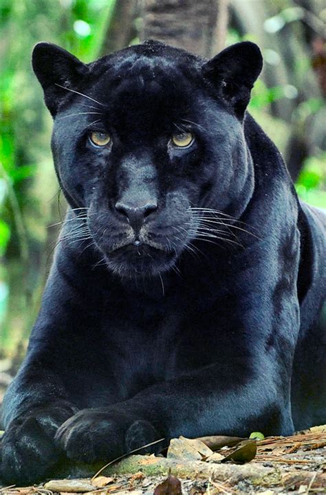 Panther Large Cats Big Cats Cats And Kittens Cute Cats Siamese Cats