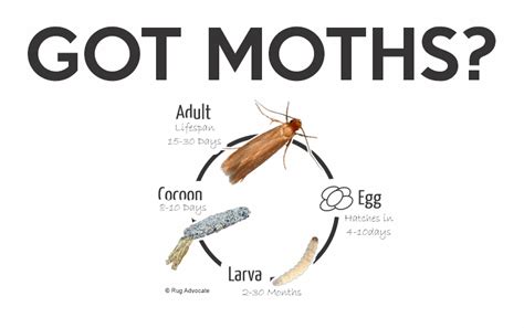 What Time Of Year Do Carpet Moths Lay Eggs