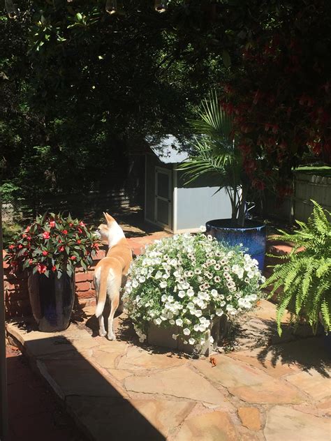 Pup Loves Hanging Out Amongst The Flowers Rgardening