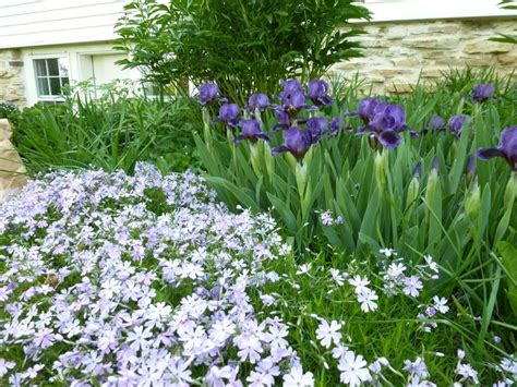 415 Best Iris Ideas For The Garden Images On Pinterest Irises